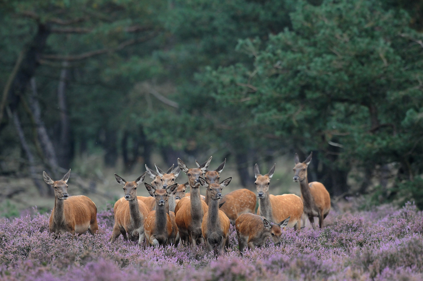 Weltevree-herten-veluwe-natuur