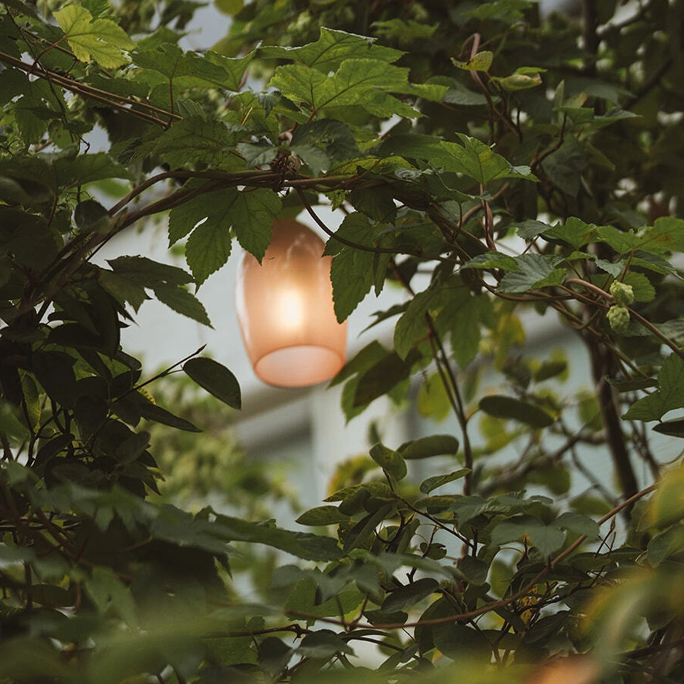 stringlight-close-up