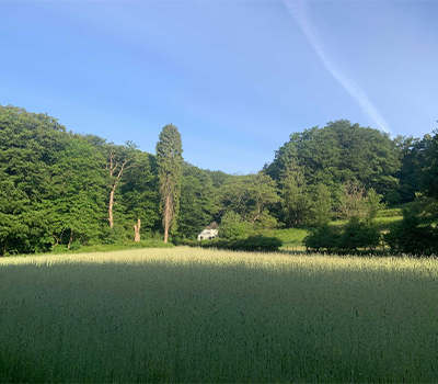 bomen-Weltevree-huisje