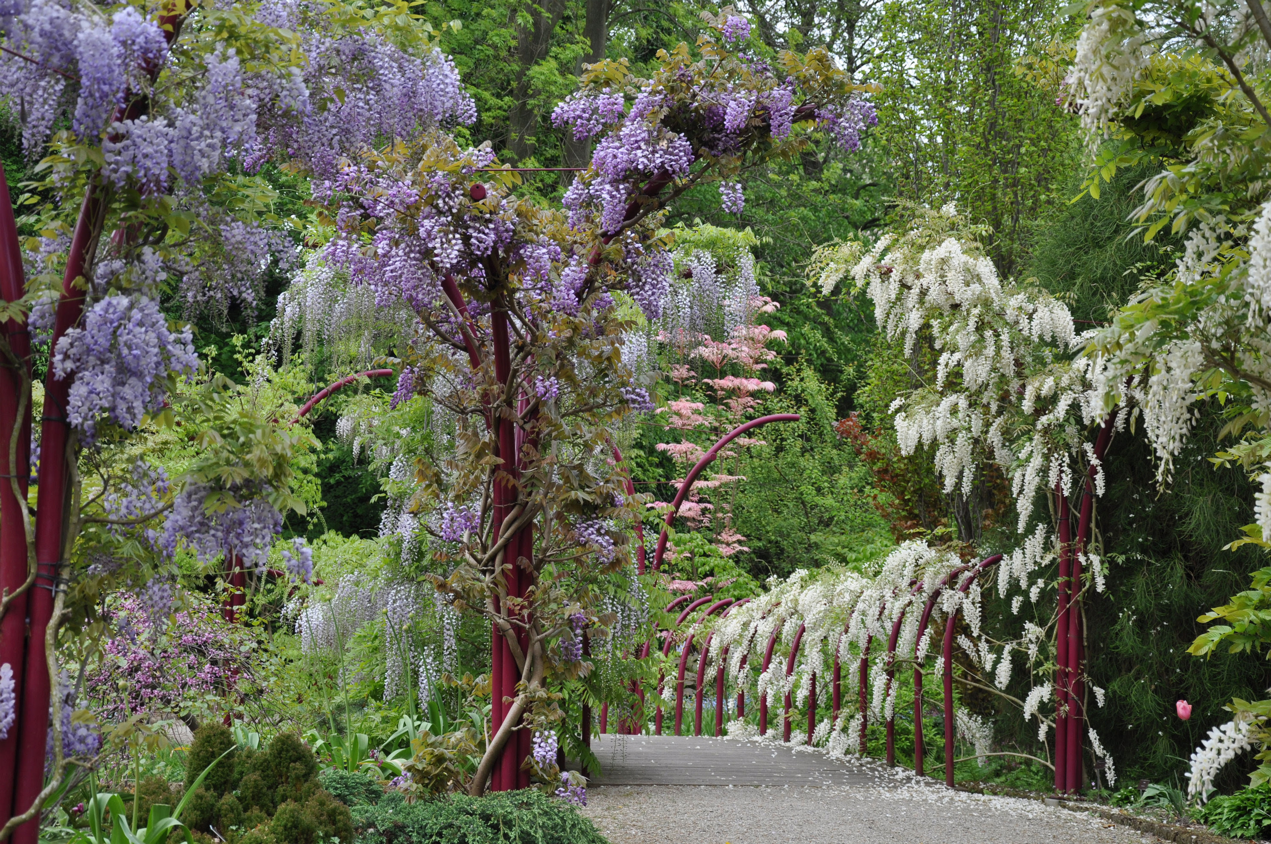 Weltevree-trompenburg-garden-arboretum