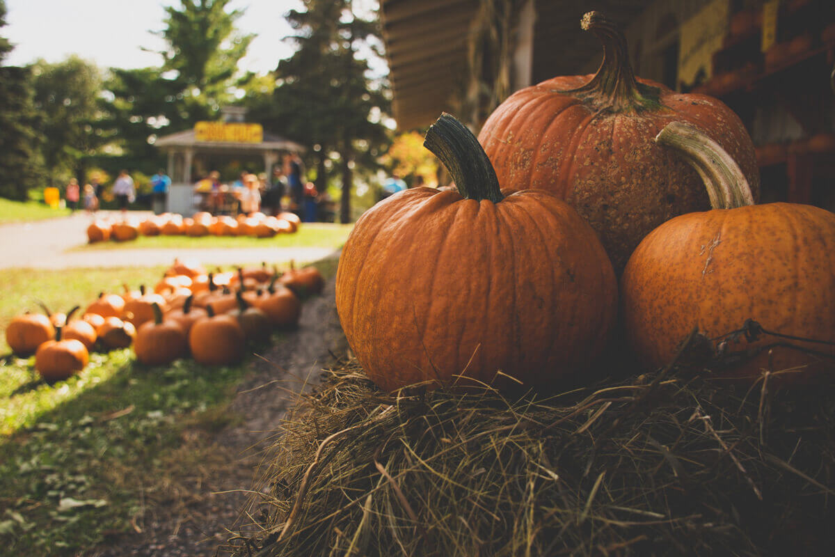 Obst-Gemüse-pflücken-Weltevree-Blog