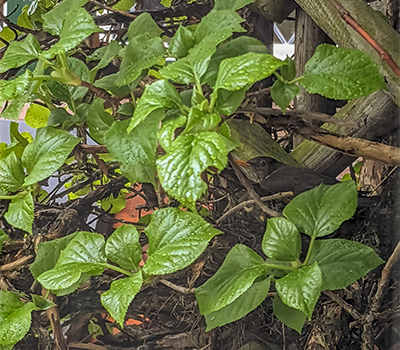 Bird-plants-leaf-Weltevree