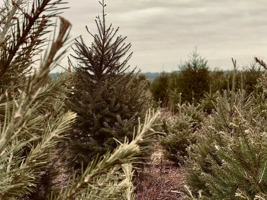 Weltevree-weihnachtsbaumschmiede