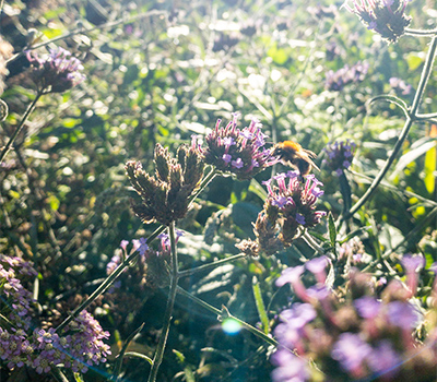 Pflanze-Sonne-Garten-Herbst-Weltevree