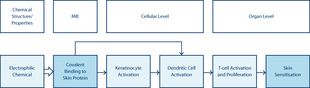Skin sensitisation AOP