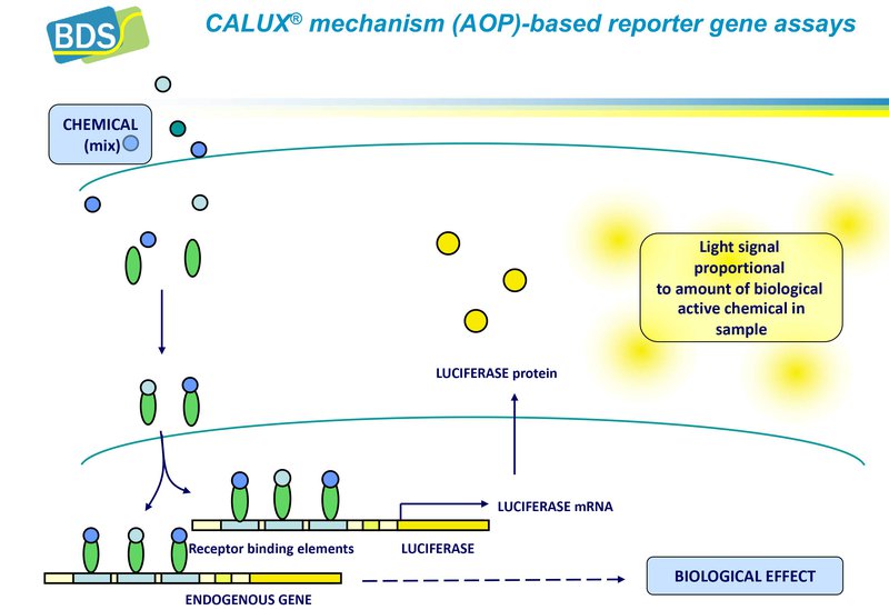 CALUX® mechanism (AOP)-based reporter gene assays