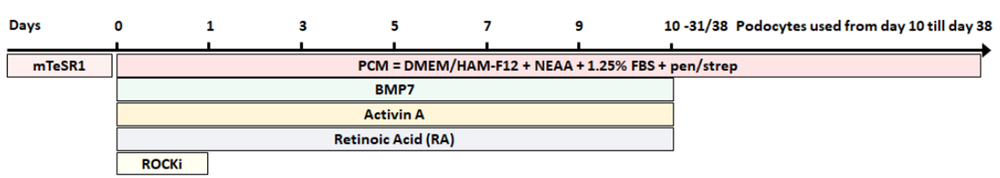 Podocyte differentiation protocol