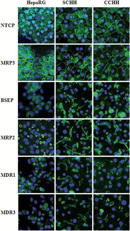 FIg2-hepaRG.png