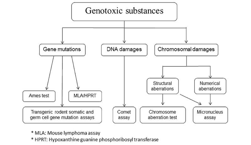 Genotox1