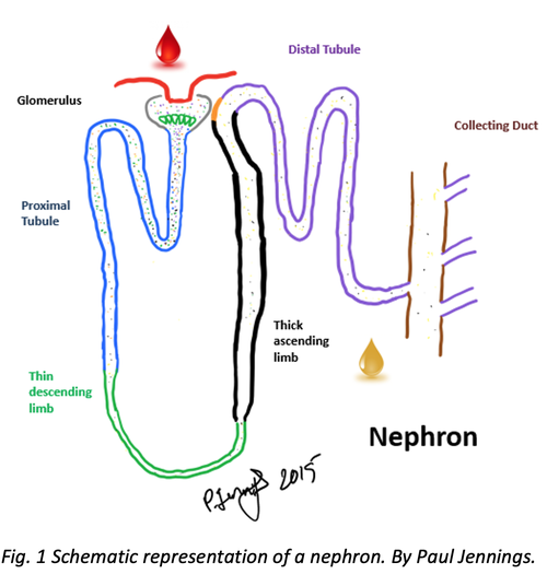 Nephron