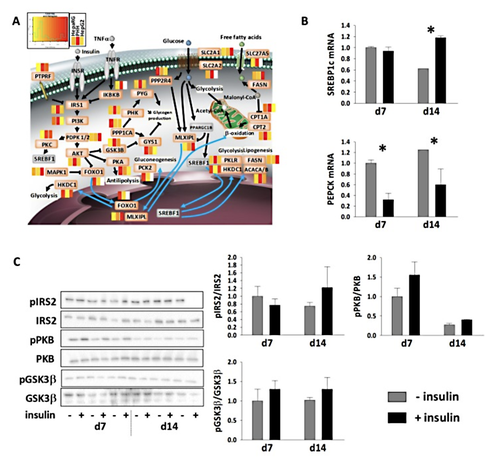 About HepaRG - Figure 3