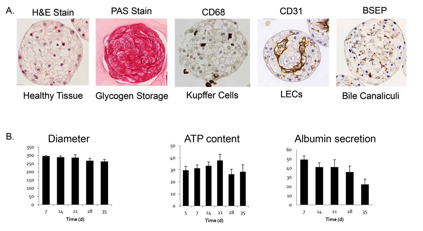 3D InSight™ Human Liver Microtissues