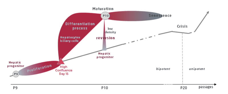 HepaRG Differentiation