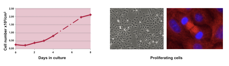 HepaRG differentiation