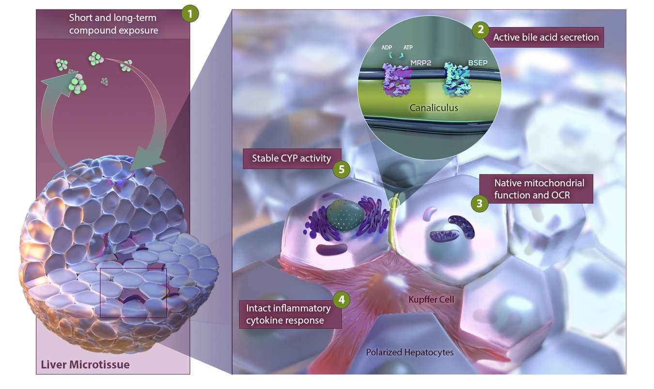 3d Insight Human Liver Microtissues Saferliver