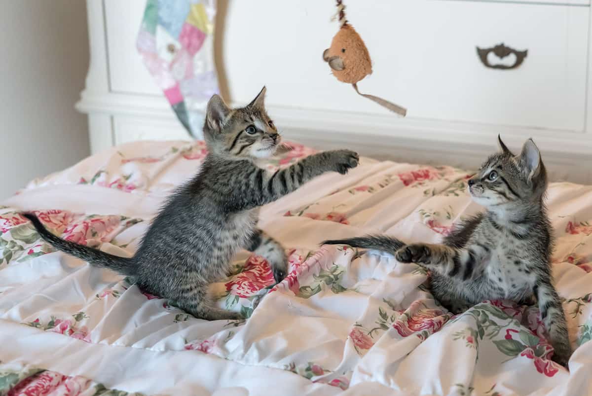 Two kittens playing with a toy