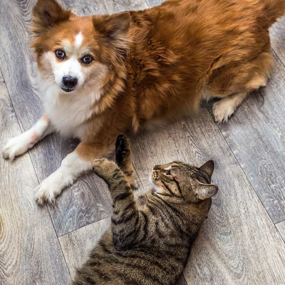 Peaceful Paws: Mastering the Art of Multi-Pet Harmony at Home image