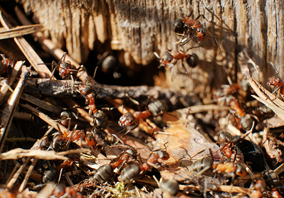 Does Dish Soap And Water Kill Wasps