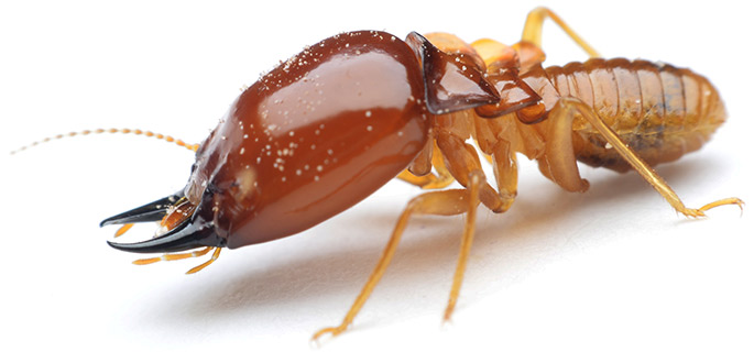 Pest Control Pennsylvania For Bed Bugs