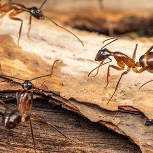 Green Pest Control West Chester, Pa