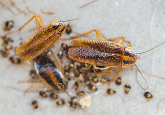 Wasp Tunnels