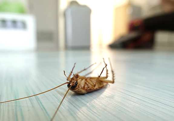 Termite Larvae