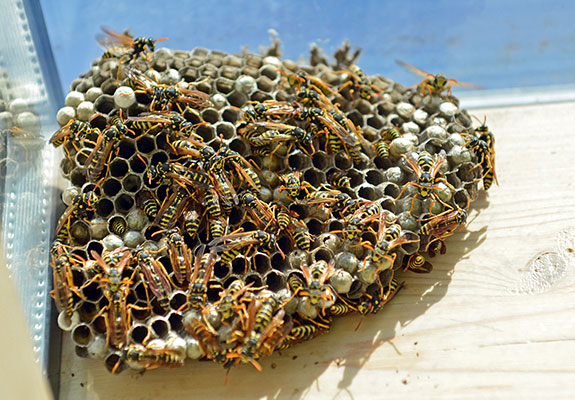 Paper Nest Hornet