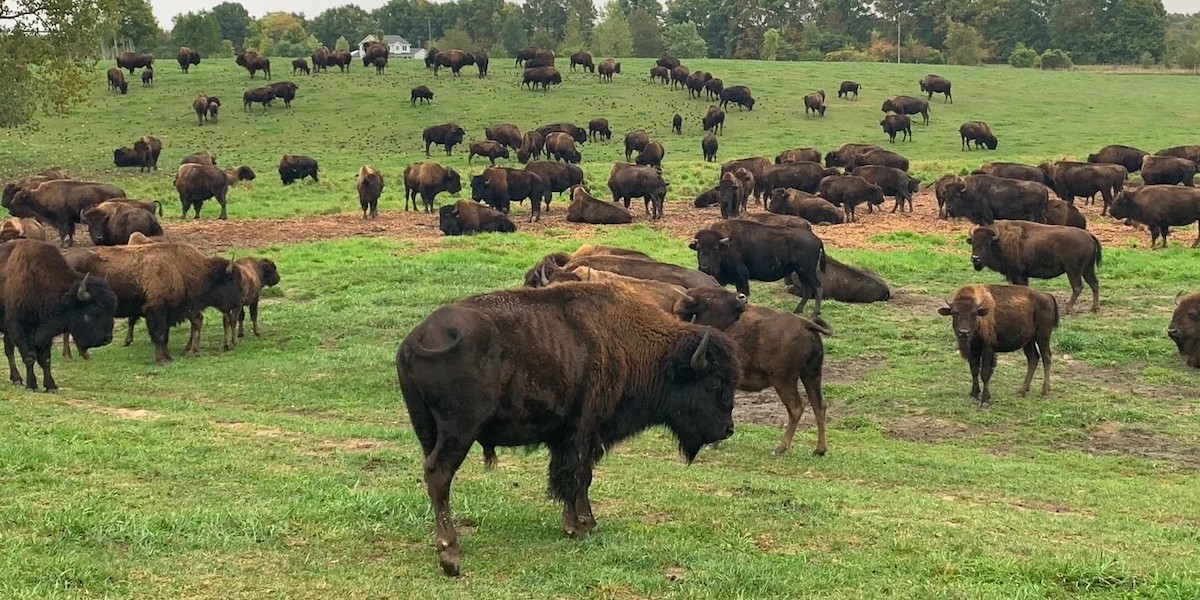 Make your Indiana camping experience that much more fun with a trip to Wild Winds Buffalo Preserve.