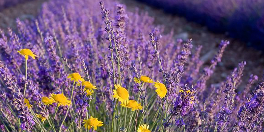 A variety of lavendar buds at the Blanco Lavender Festival in Texas Hill Country.