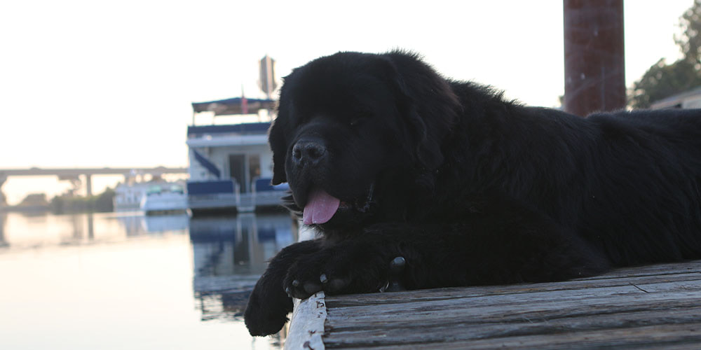 Pet friendly camping is more fun when your pup is in good health. 