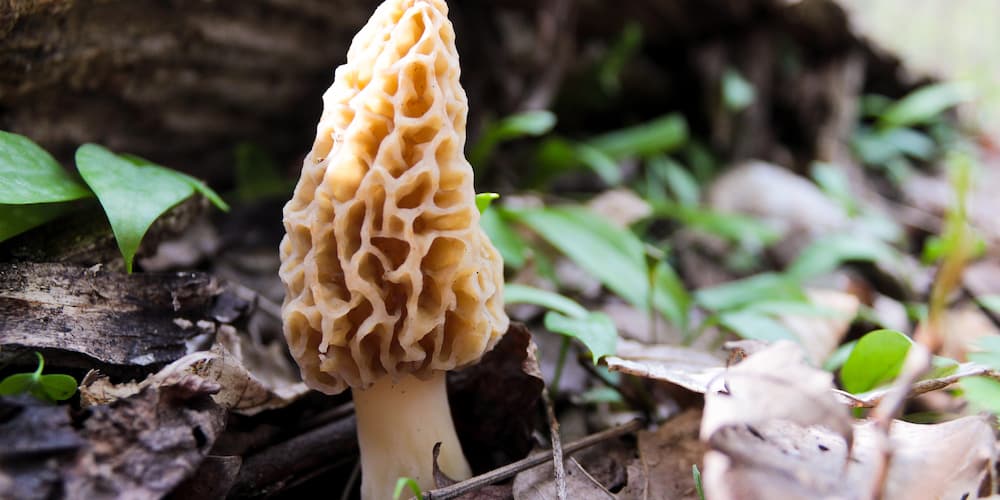 Grab the family and take a walk through nature in Traverse City to find morel mushrooms!