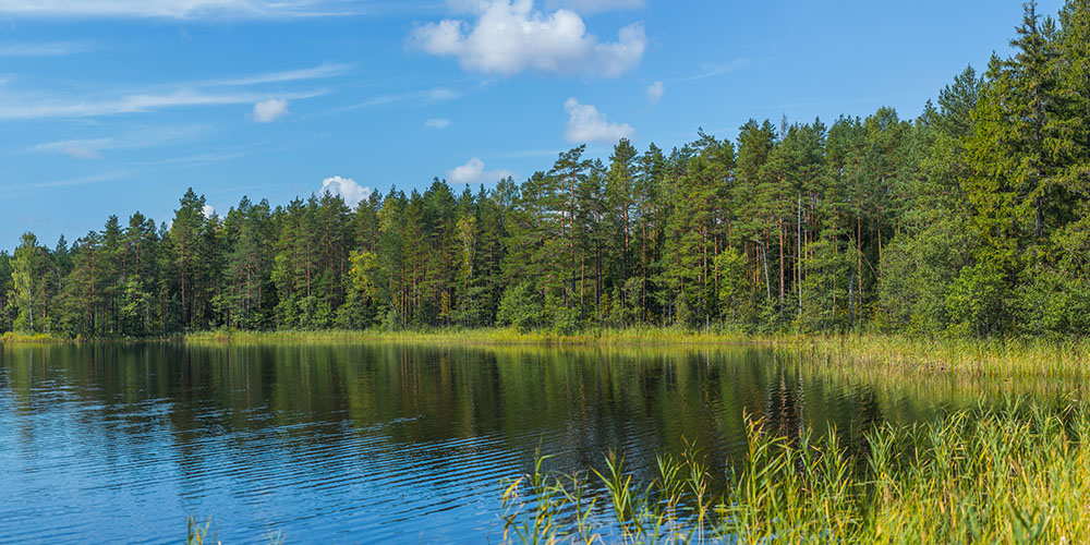 The Sand Lakes Quiet Area offer some of the best hiking near Traverse City. 