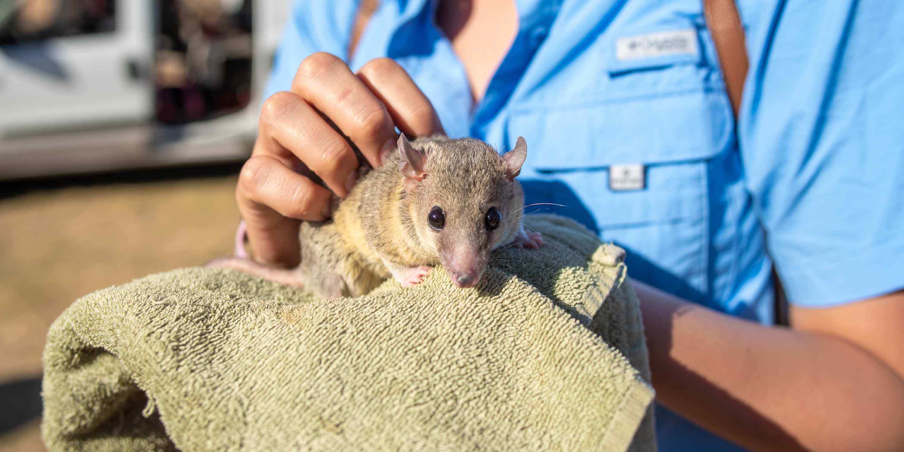 A small animal being held at a petting zoo at Camp Fimfo