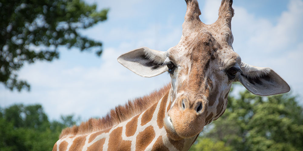 Visit the Fort Worth Zoo during your road trip from Fort Worth. 