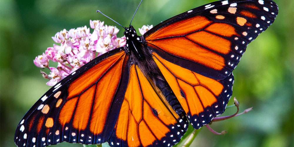 The Riverside Nature Center has a butterfly exhibit, as well as many gardens, and nature trails. 