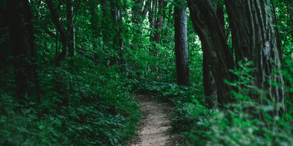 Go for a longer walk with your furry friend at Black Cap Trail.