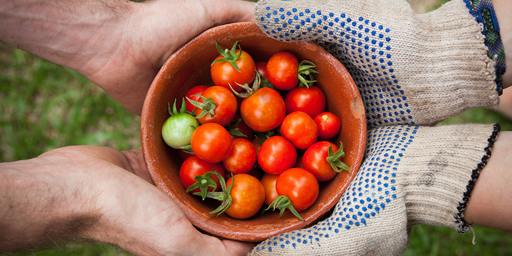 Small red tomatoes available at Richmond, Virginia's Tomato Festival!