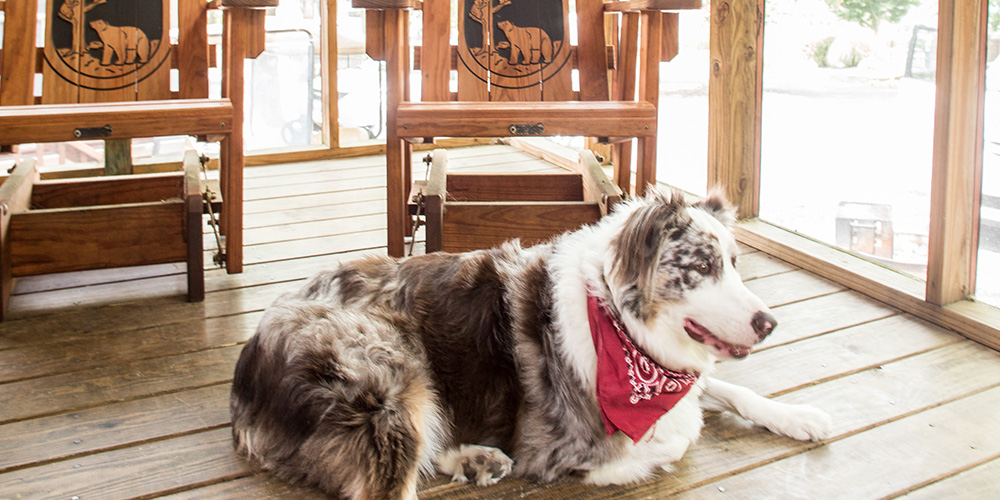 Bring your pet along on your glamping adventure in Jellystone Park™. 