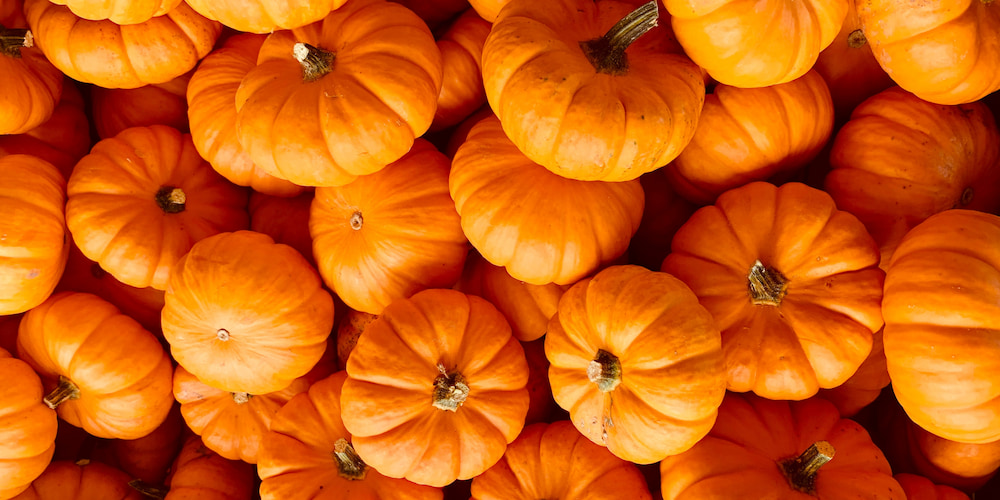 Pick the perfect orange pumpkin at Milford Pumpkin Festival - a great thing to do in Manchester, NH.