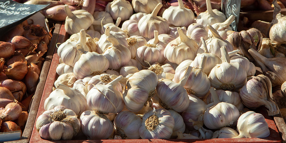 Cloves of garlic at the Garlic Festival in Cleveland, OH.