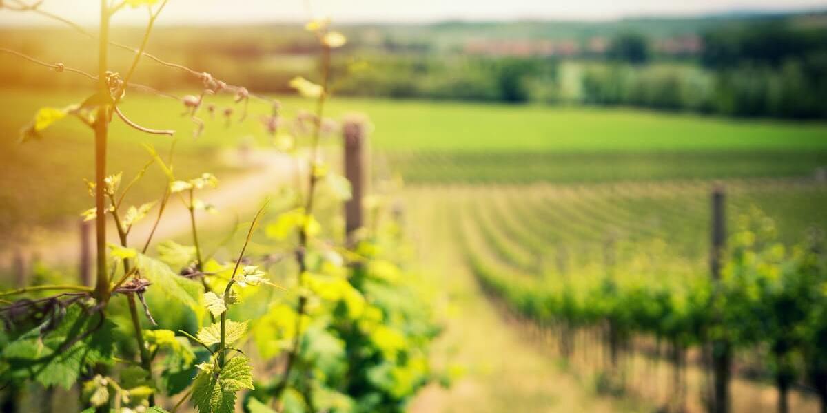 Wine tasting at one of the areas' three tasting rooms is a popular thing to do in Luray, VA.