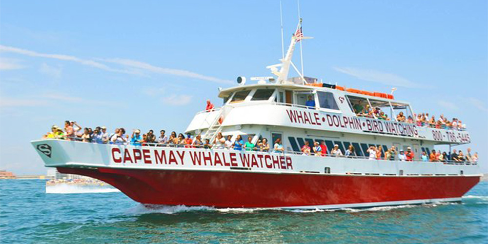 One of the most unique Cape May attractions is the Whale & Dolphin Watching Cruise!