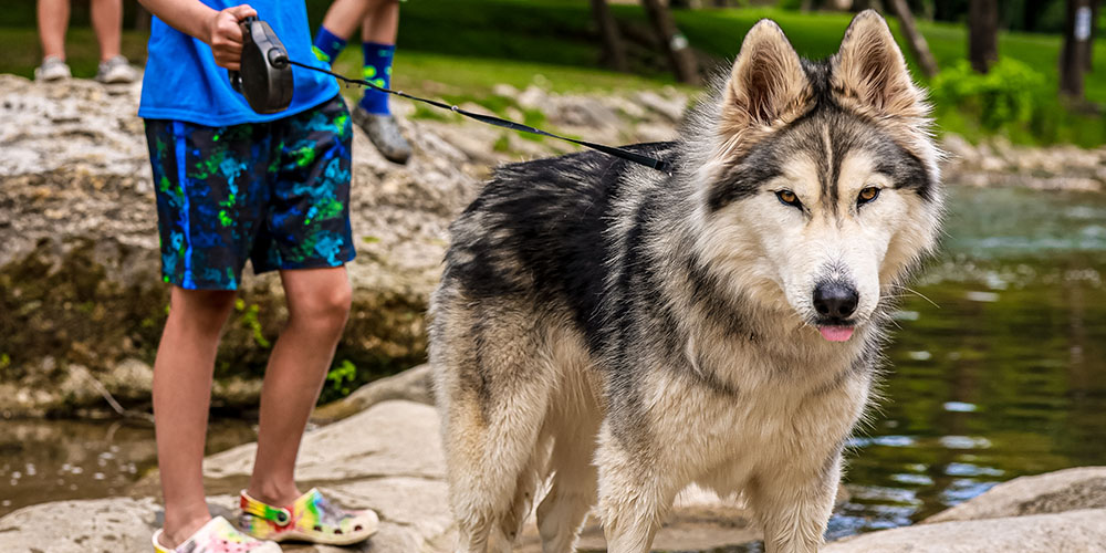 Camping with dogs has never been easier than at Camp Fimfo!