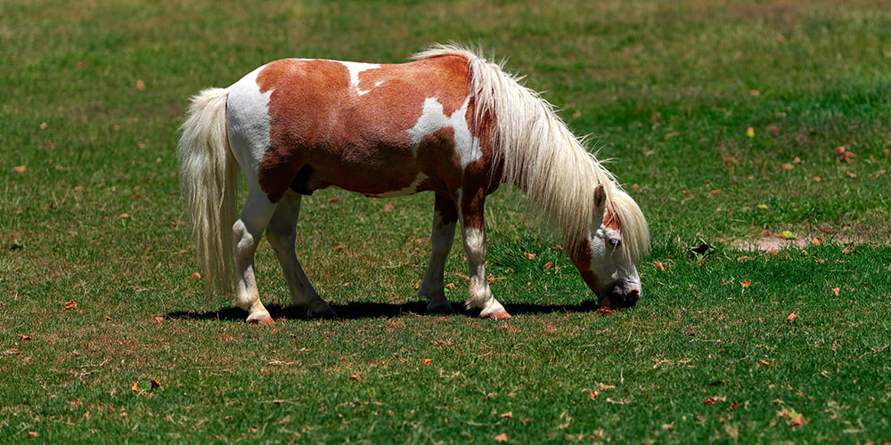 This unique Amish Country attraction includes a horse farm where you can pet, feed, and ride miniature horses!