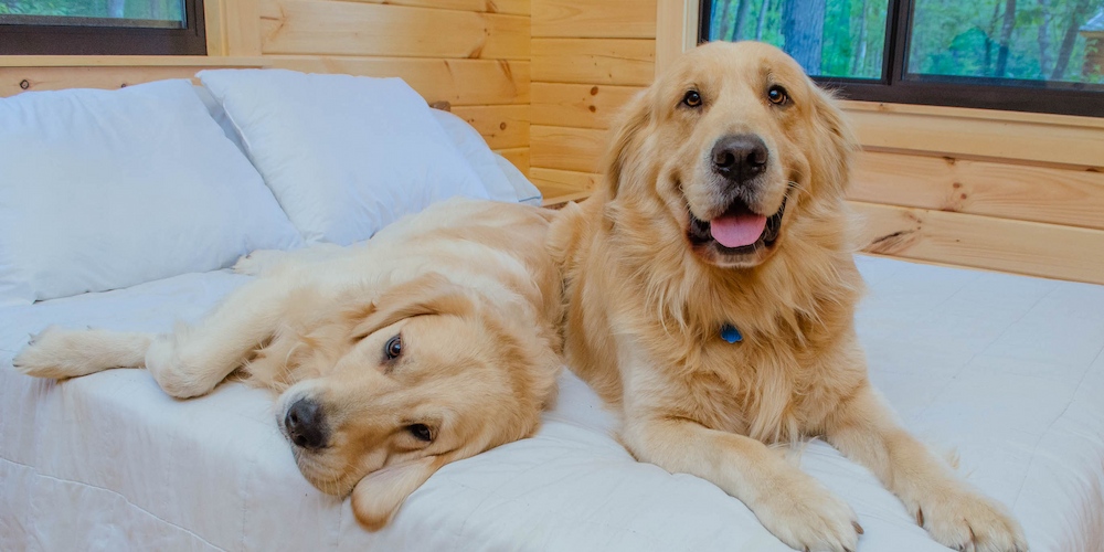 Our pet-friendly cabins are perfect for anyone camping with pets!