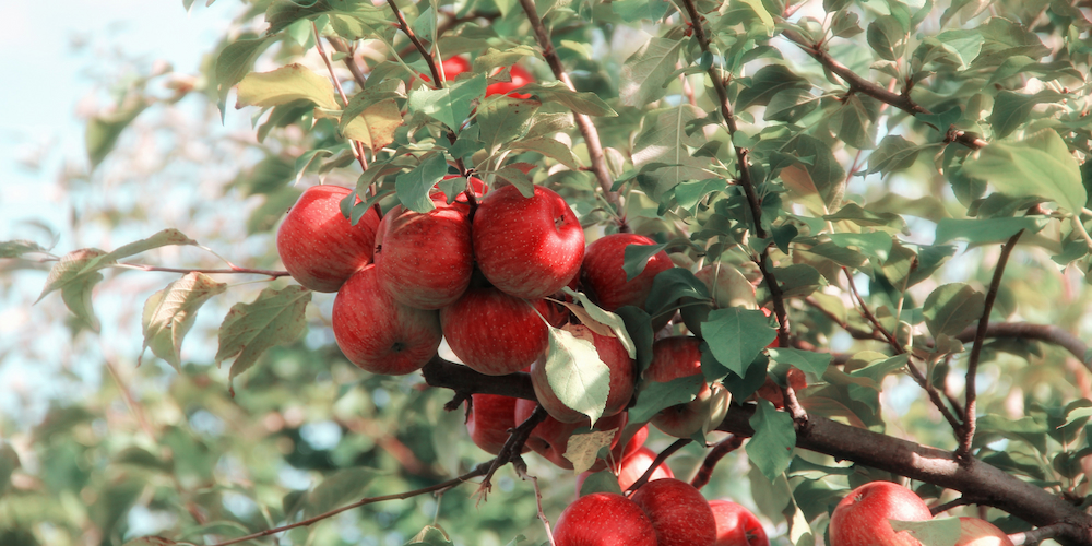 Ripe apples on a tree at the Johnny Appleseed Festival - a fun thing to do in Fort Wayne!