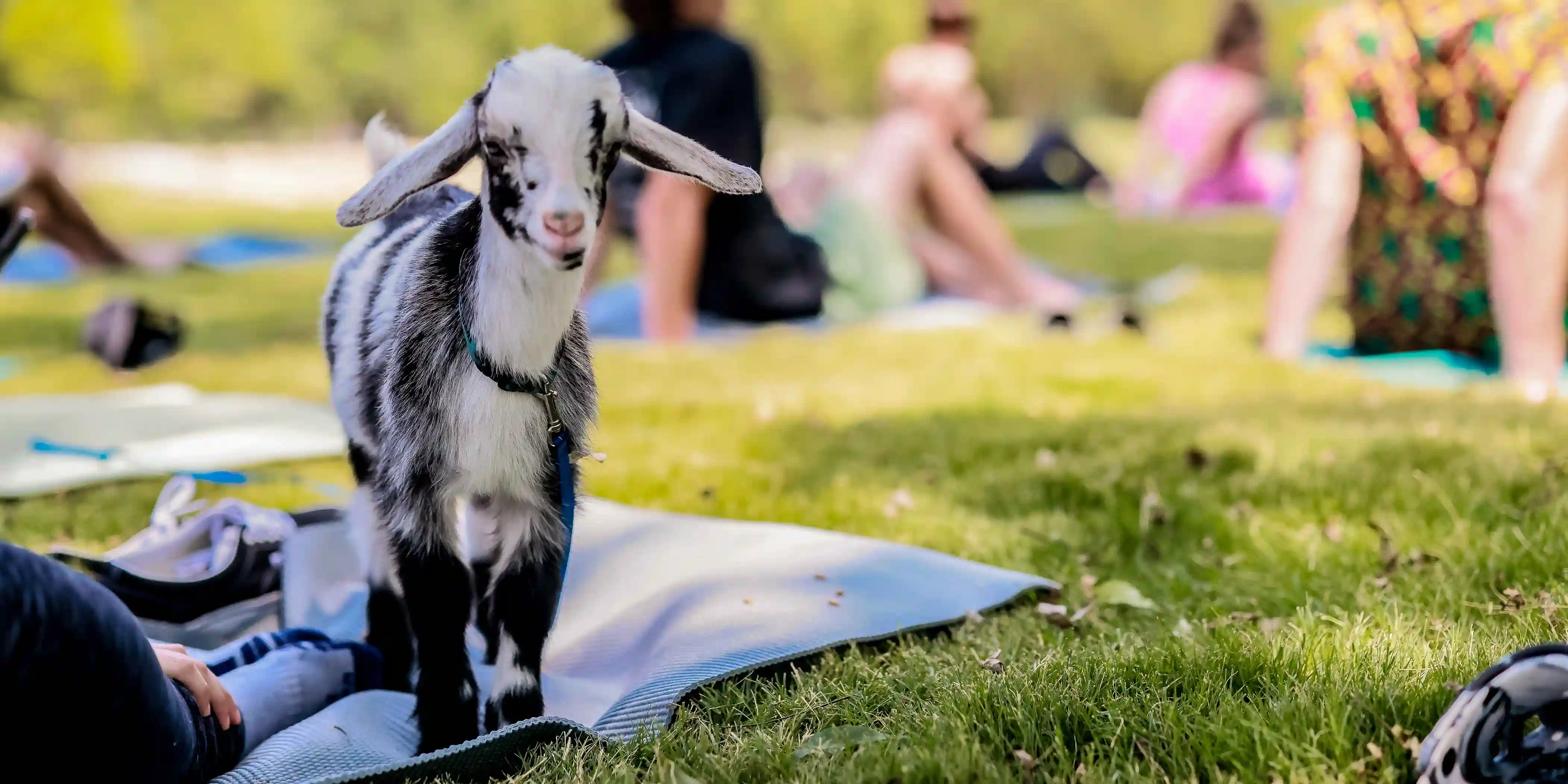 A goat on a guest's yoga mat during goat yoga at Camp Fimfo