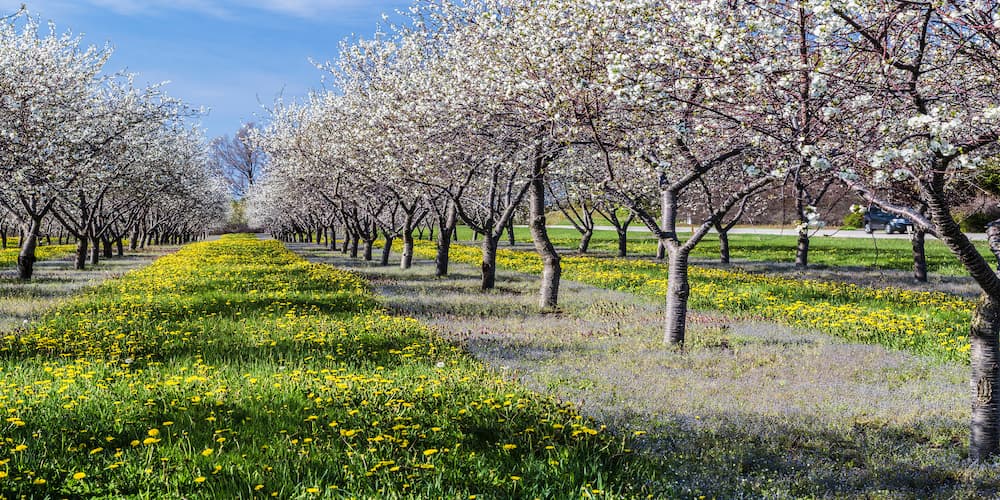 The perfect excuse to take a road trip to Traverse City is when the Cherry Trees blossom in the spring!