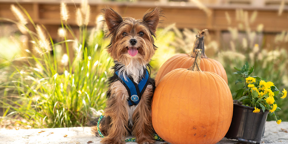 Enjoy Camp Fimfo's best tips for camping with dogs. 