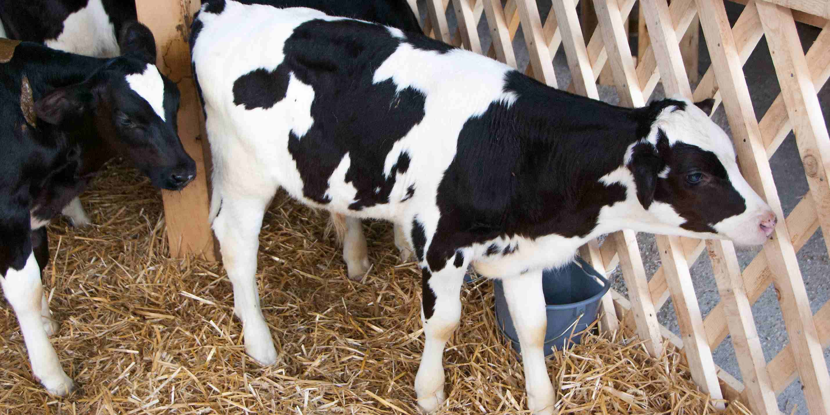 Show cows at a local fair